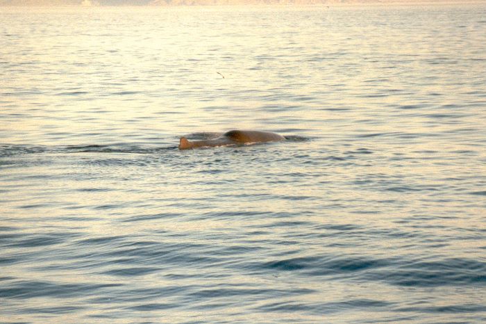 ../Images/022.Whalewatching ab Andenes.jpg